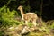 Vicugna, Lama vicugna is a wild llama
