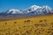 Vicugna vicugna cattle in Atacama high plateau with snow covered volcano peaks