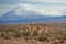 Vicuna on the Altiplano