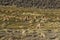 Vicuna on the Altiplano, Chile