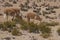 Vicuna on the Altiplano in Lauca National Park, Chile