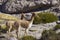 Vicuna on the Altiplano of northern Chile