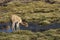 Vicuna on the Altiplano of northern Chile