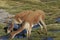 Vicuna on the Altiplano of northern Chile