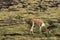 Vicuna on the Altiplano of northern Chile