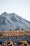 Vicuna animal llama in front of Volcanic mountains in San Pedro de Atacama Chile