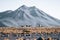 Vicuna animal llama in front of Volcanic mountains in San Pedro de Atacama Chile