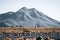 Vicuna animal llama in front of Volcanic mountains in San Pedro de Atacama Chile