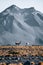 Vicuna animal llama in front of Volcanic mountains in San Pedro de Atacama Chile