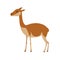 Vicuna animal. Llama vector illustration