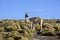 A Vicuna in the Atacama Desert - Chile