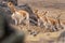 Vicuna Chaccu in the Highlands of Peru