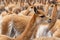 Vicuna Chaccu in the Highlands of Peru