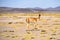A Vicuna grazing on the altiplano near Uyuni, Bolivia