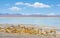 Vicuna Herd by Chalviri Lagoon, Bolivia