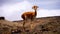 A vicuna in the highlands of Ecuador