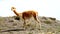 A vicuna in the highlands of Ecuador