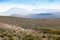 vicuna in highlands of Peru