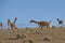 Vicuna in Lauca National Park
