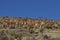 Vicuna in Lauca National Park, Chile