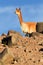 Vicuna Male In Andes Range