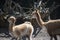 Vicuna mother with child. Vicuna is one of the two wild animals in the camel family in Peru, South America