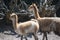 Vicuna mother with child. Vicuna is one of the two wild animals in the camel family in Peru, South America