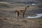 Vicuna in the mountains of Patagonia.