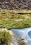 The vicuna  is one of the two wild South American camelids which live in the high alpine areas of the Andes