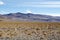 Vicuna in the Puna de Atacama, Argentina