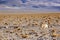 Vicuna in the Puna de Atacama, Argentina