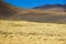 Vicuna in the Puna de Atacama, Argentina