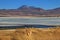 Vicuna at Salar Aguas Calientes, Atacama desert, Chile