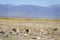 Vicuna in Salinas Grandes in Jujuy, Argentina.