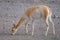 Vicuna (Vicgna vicugna) Camelid from South Ameri