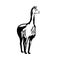 Vicuna or Vicugna Front View Retro Woodcut Black and White