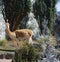 Vicuna, Vicugna vicugna, chimborazo