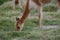 Vicuna Vicugna vicugna grazing in a meadow.