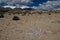 Vicuna Vicugna vicugna skeletal remains in Lauca National Park.