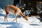 Vicuna walking in snow meadow