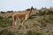 A vicuna, which is a wild lama, in its natural environment