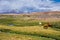 Vicunas and alpacas grazing, Las Vicunas National Reserve (Chile)