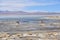 Vicunas and birds grazing on the shores of Laguna Salada, Reserve Eduardo Avaroa, Potosi, Bolivia