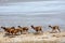 Vicunas in bolivian salar