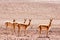 Vicunas in the desert