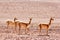 Vicunas in the desert