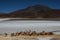 Vicunas in front of a laguna in chile