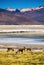 Vicunas Grazing - Wilderness area