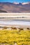 Vicunas Grazing - Wilderness area