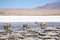 Vicunas in the lagoon of Andes in Bolivia